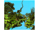 Weeping Hemlock detail 2D digital landscape