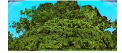 Weeping Hemlock 2D digital landscape